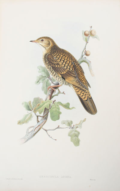 Oreocincla Aurea. White's Thrush.