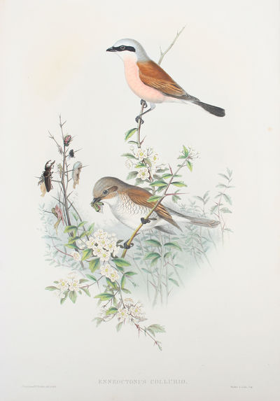 Enneoctonus Collurio. Butcher Bird.