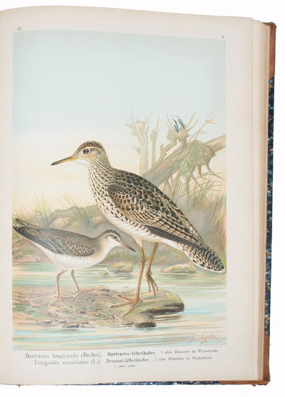Naturgeschichte der Vögel Mitteleuropas. Neubearbeitet von G. Berg, R. Blasius a.( many others). Hrsg. von Carl R. Heinicke. IX. Band. (Wasserläufer,Schnepfen, Schwäne, Gänse). Mit 34 Chromotafeln. (photo 4)
