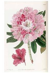 cover of Reproducción/Reproduction 49822516006: Edwards's botanical register.. London :James Ridgway,1829-1847..