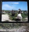 Laysan Albatross Hawaii Color Photgraph Signed By Kanako Uchino