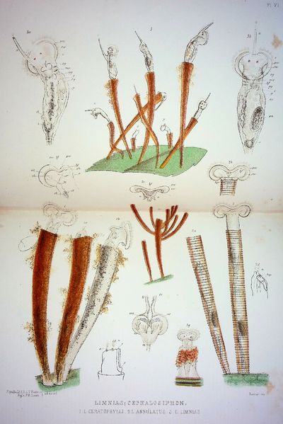 The Rotifera; or Wheel-Animalcules, both British and Foreign in Two Volumes with Supplement
