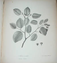 Flora of New-York:  Comprising Full Descriptions of all the Indigenous and  Naturalized Plants Hitherto Discovered in the State, with Remarks on Their  Economical and Medicinal Properties, Vol. II Only by Torrey, John - 1843