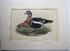 Red-breasted goose, Branta ruficollis