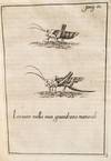View Image 3 of 4 for Relazione delle diligenze usate con felice successo nell'anno MDCCXVI per distruggere le cavallette,... Inventory #1399