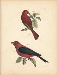 Bird print - Plate 65 from Zoology of New York, or the New-York Fauna. Part II Birds
