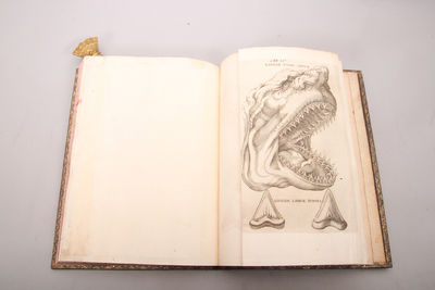 Elementorum myologiæ specimen, seu musculi descriptio geometrica. Cui accedunt canis carchariæ dissectum caput, et dissectus piscus ex canum genere. (photo 3)