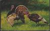THANKSGIVING GREETINGS POSTCARD WITH TURKEYS