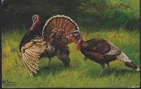 THANKSGIVING GREETINGS POSTCARD WITH TURKEYS by Postcard - 1906 - from Gibson's Books (SKU: 80987)