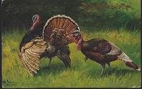 THANKSGIVING GREETINGS POSTCARD WITH TURKEYS