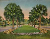image of Giant Post Card: Palms and Flowers Sunshine State, Florida