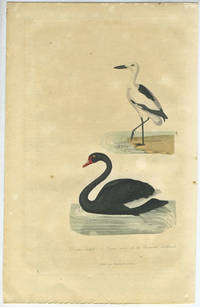 Cygne noir de la Nouvelle hollande (Black Swan) & Drome Ardeole (Crab Plover). Hand colored engraving