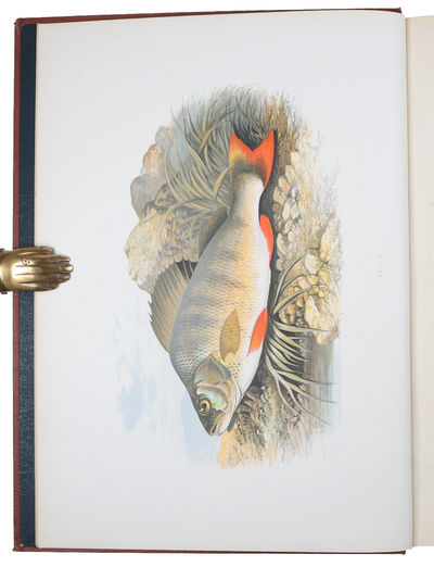 British Fresh-Water Fishes. Illustrated with a coloured Figure of each Species drawn from Nature by A.F. Lydon and numerous Engravings. (Division I-II, all). - [BEAUTIFUL WORK ON BRITISH FISH] (photo 3)