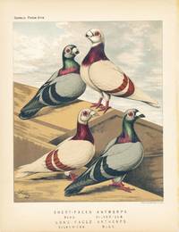 Cassell's Pigeon Book - "Short-Faced Antwerps. Blue, Silver-Dun; Long-Faced Antwerps. Silver-Dun, Blue" Pigeons