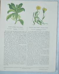 image of Wild Flowers
