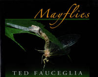 image of Mayflies