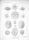 On Pourtalesia. A Genus of Echinoidea