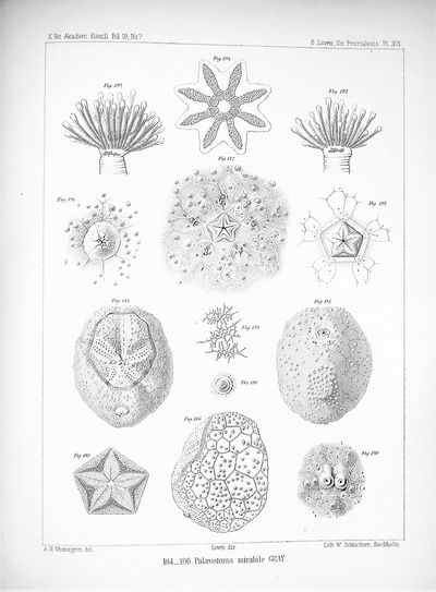 On Pourtalesia. A Genus of Echinoidea