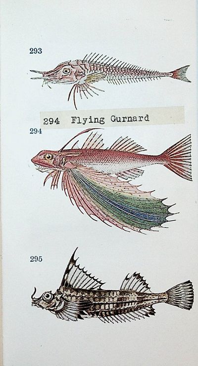 Dr. Tanaka's Japanese Fishes in Life Colours