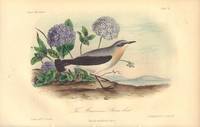 image of The American Stone chat: Saxicola oenanthoides