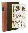 (Herbarium) A Collection of Flora 1878-1879 (spine label title)