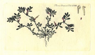 Plansje LVIII fra Flora Danica. Første hefte.