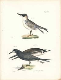 Bird print - Plate 126 from Zoology of New York, or the New-York Fauna. Part II Birds