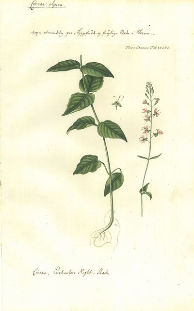 Circæa lutetiana minor Danica. Plansje CCLVI fra…