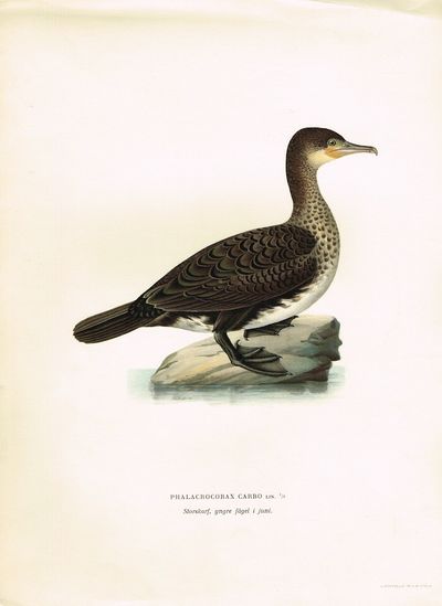 Phalacrocorax Carbo. Storskarf, yngre fågel i…