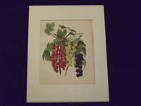 The Flower Grower's Guide: Figs.