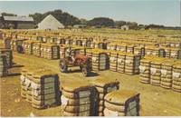 Bales of Cotton, The Deep South unused Postcard