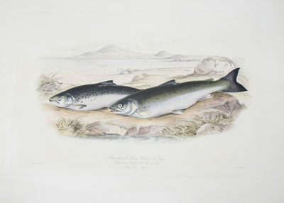British Salmonidae. 2 parts. - [ONE OF THE FINEST…
