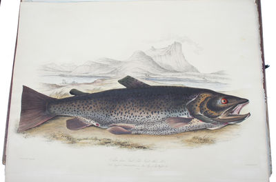 British Salmonidae. 2 parts. - [ONE OF THE FINEST BOOKS ON FISH EVER PRODUCED] (photo 2)