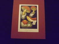 Les Champignons Comestibles…