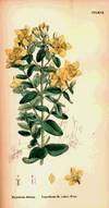 English Botany, or, Coloured Figures of British Plants. Volume II. Resedaceae to Sapindaceae