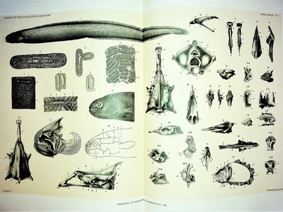 Contribution a l'Anatomie du Simenchelys parasiticus Gill