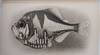 Deep-Sea Fishes of the Hawaiian Islands - The Aquatic Resources of the Hawaiian Islands