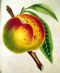 The Fruits and Fruit Trees Of America