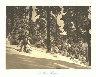 Stille i Skogen.