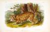 THE QUADRUPEDS OF NORTH AMERICA