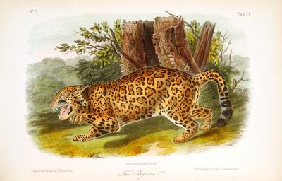 THE QUADRUPEDS OF NORTH AMERICA