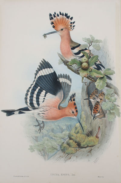 Upupa Epops, Linn. Hoopoe.