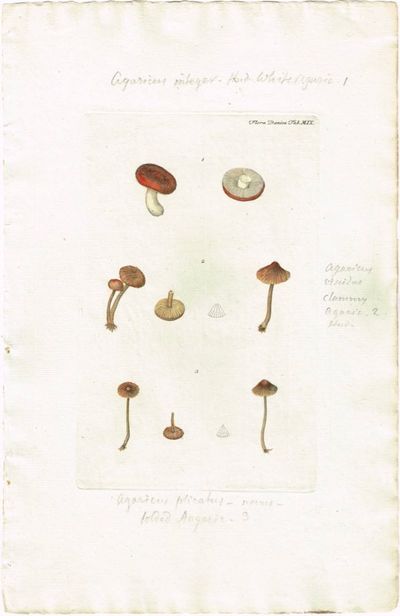 Tab. MIX. Agaricus integer (Giftkremle). Utg. av…