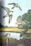 SOUTH CAROLINA BIRD LIFE