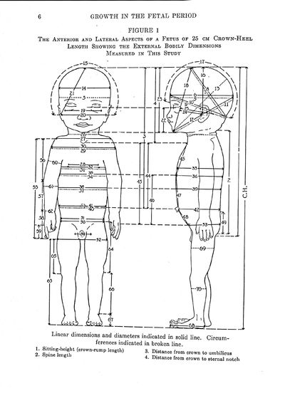 The Development and Growth of the External Dimensions of the Human Body in the Fetal Period
