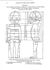 The Development and Growth of the External Dimensions of the Human Body in the Fetal Period