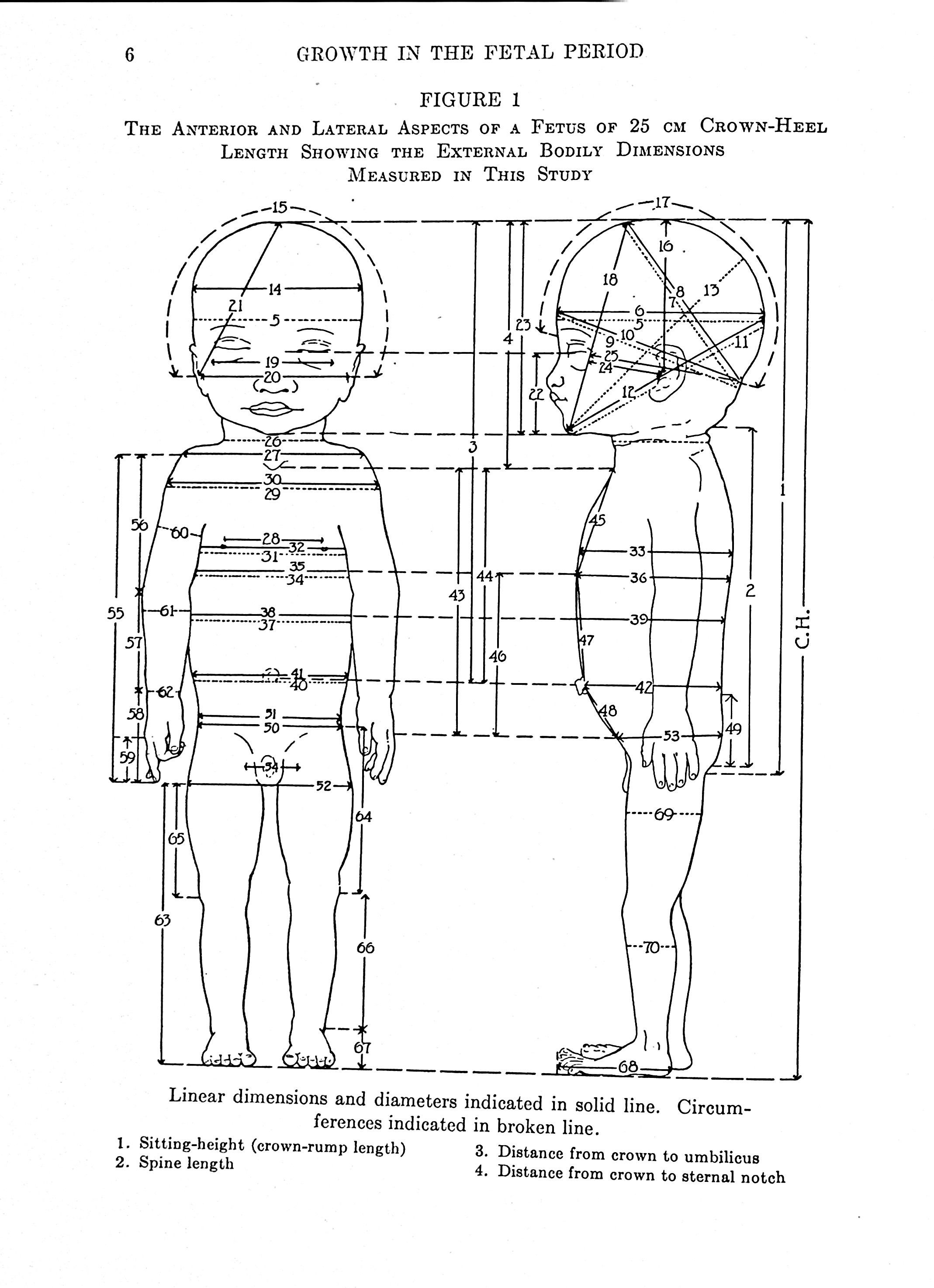 The Development and Growth of the External Dimensi