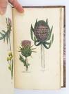 View Image 2 of 6 for THE FAMILY HERBAL Inventory #ST19567-094