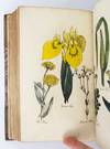 View Image 4 of 6 for THE FAMILY HERBAL Inventory #ST19567-094