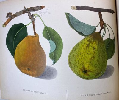 Album de pomologie. 1-2 (of 4) (photo 2)